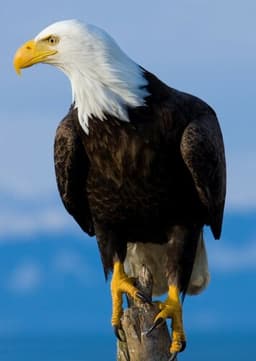 Bald Eagle