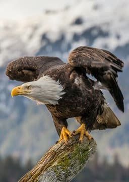 Bald Eagle
