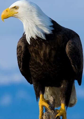 Bald Eagle