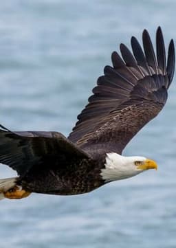 Bald Eagle