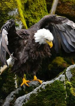Bald Eagle