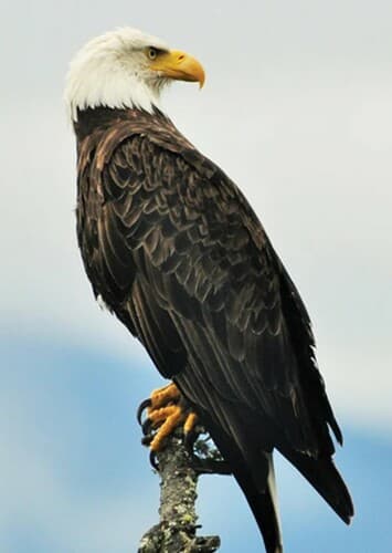 Bald Eagle