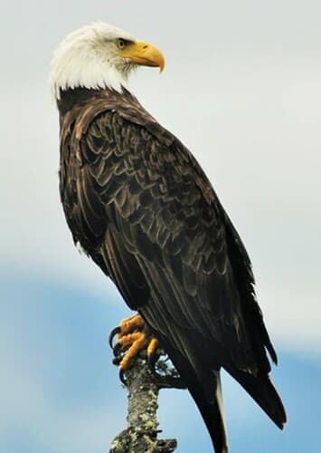 Bald Eagle