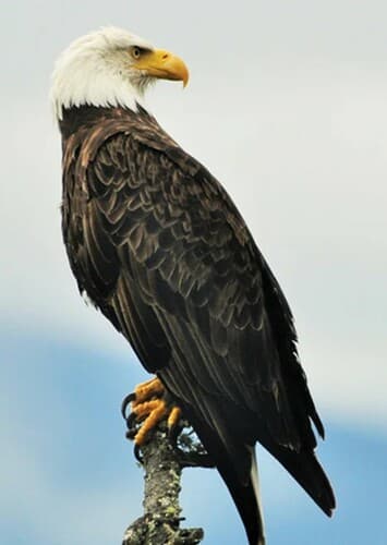 Bald Eagle