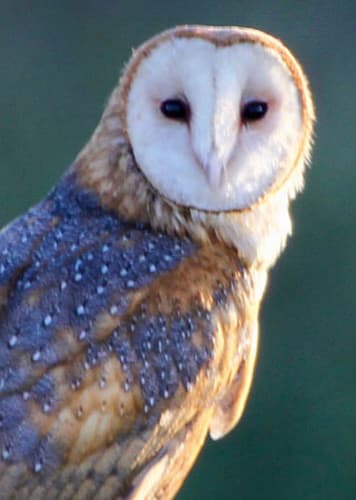 Barn Owl (Generic)