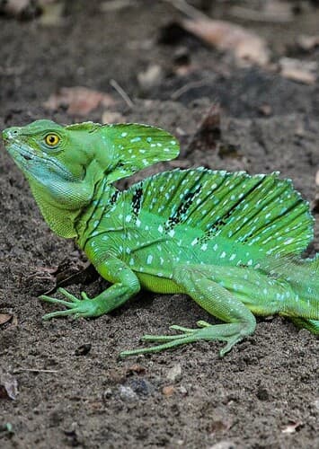 Basilisk Lizard