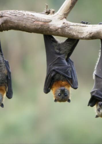 Bats