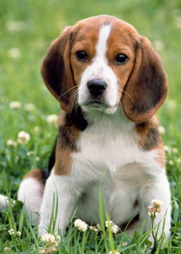 Beagle