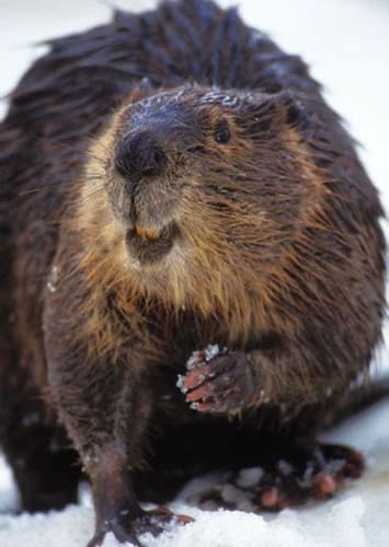 Beaver