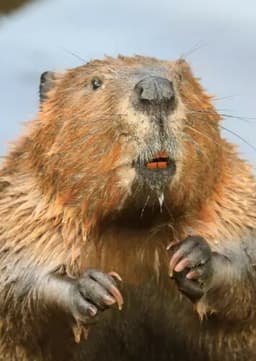 Beaver