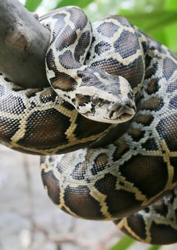 Pythonton The Stinger-Queen