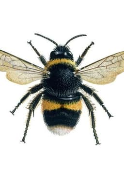 Bee