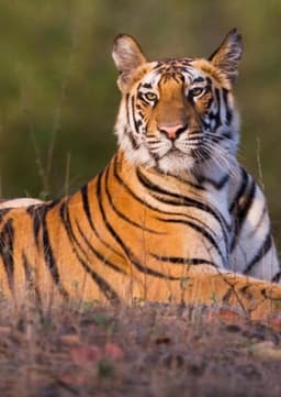Bengal Tiger
