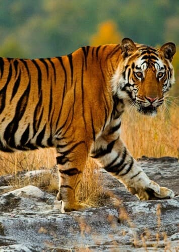 Bengal Tiger