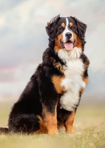 Bernese Mountain