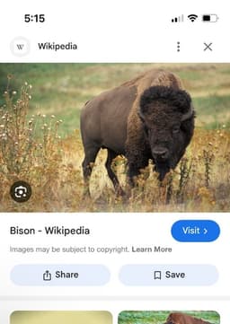 Bison