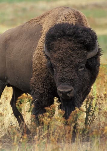 Bison