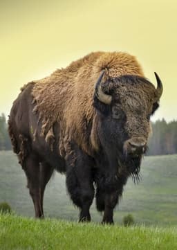 Bison