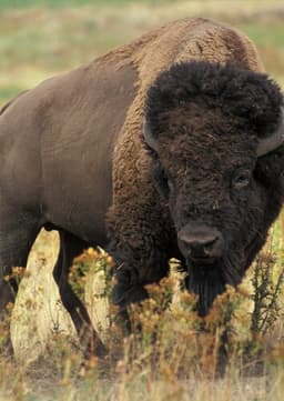 Bison