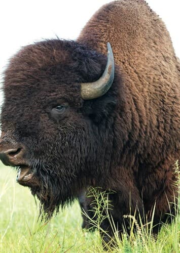 Bison