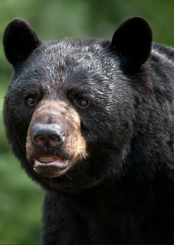 Black Bear