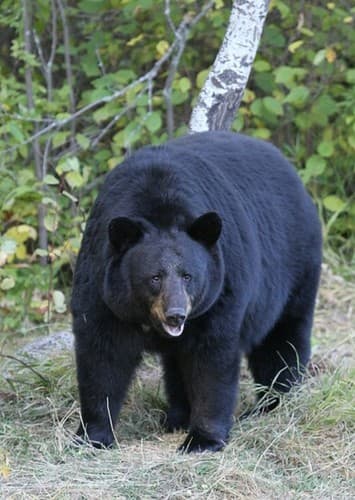 Black Bear