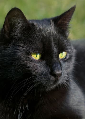 Black Cat (Generic)