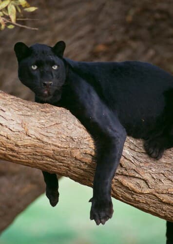 Black Leopard