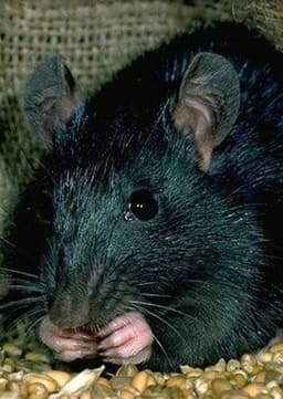 Black Rat
