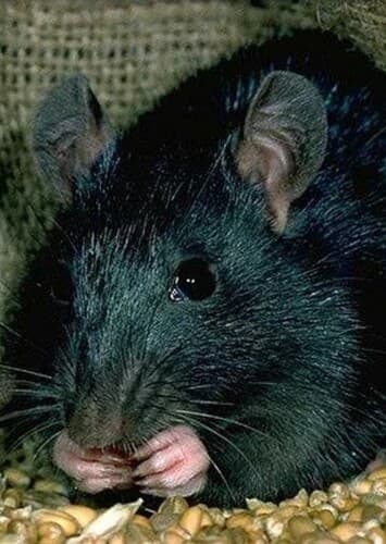 Black Rat