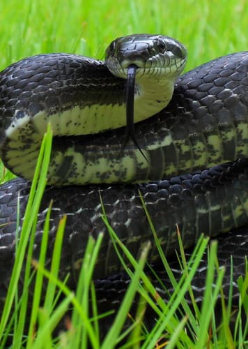 Black Ratsnake