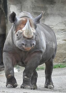 Black Rhino