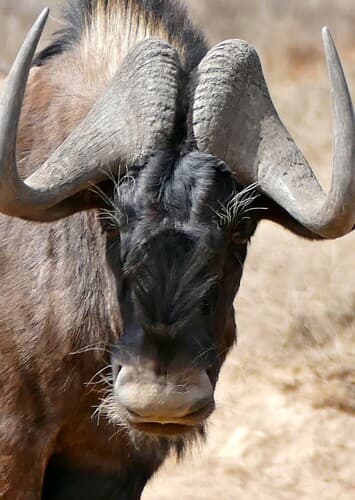 Black Wildebeest