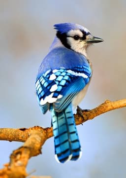 Blue Jay