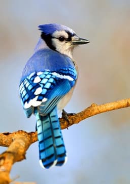 Blue Jay