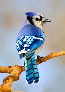 Blue Jay