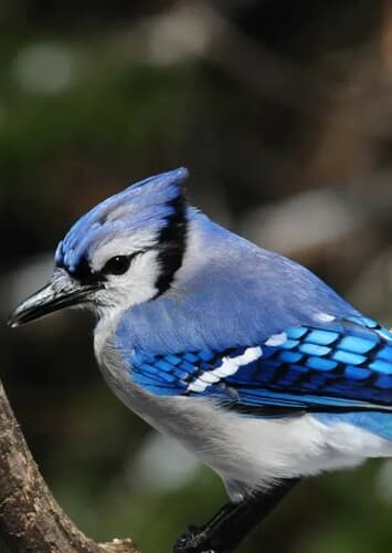 Blue Jay