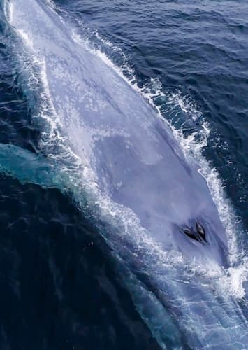 Blue Whale