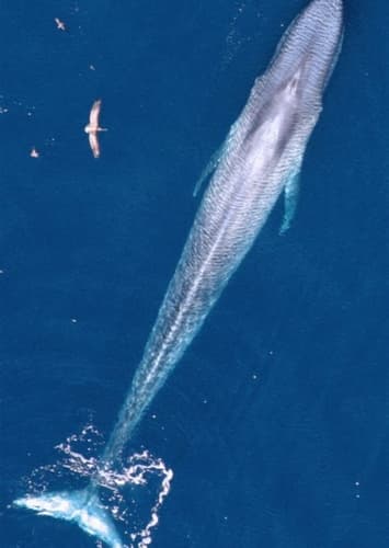 Blue Whale