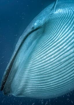 Blue Whale
