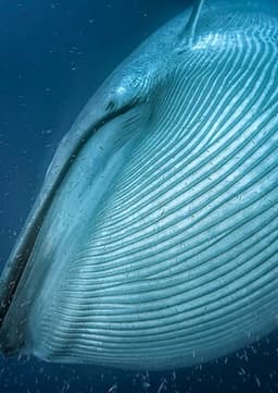 Blue Whale