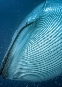 Blue Whale