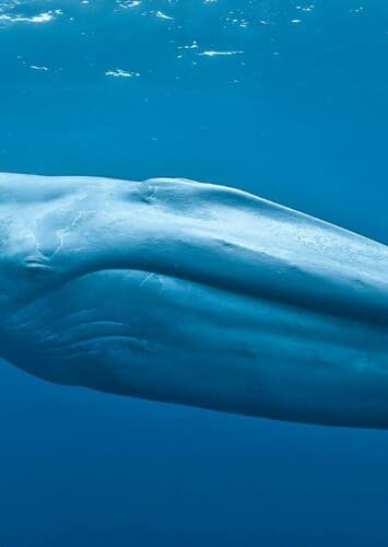 Blue Whale