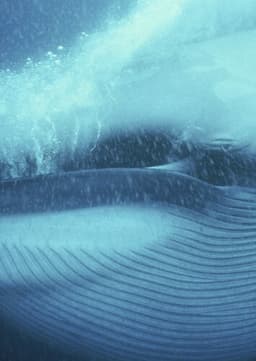 Blue Whale