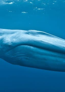 Blue Whale