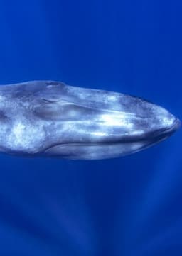 Blue Whale
