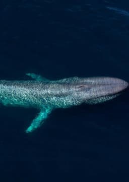 Blue Whale
