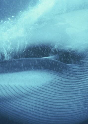 Blue Whale