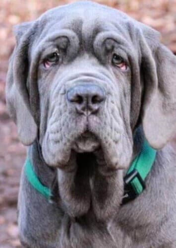 Bobby / Robert / Bob