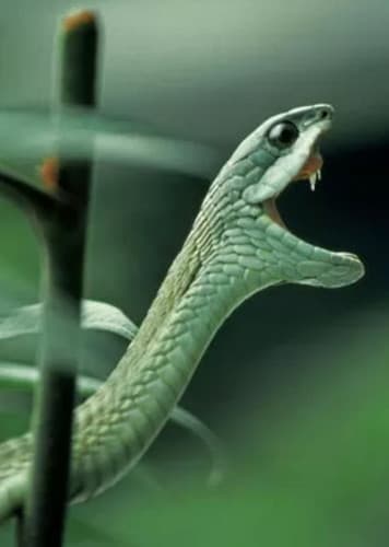 Boomslang Snake